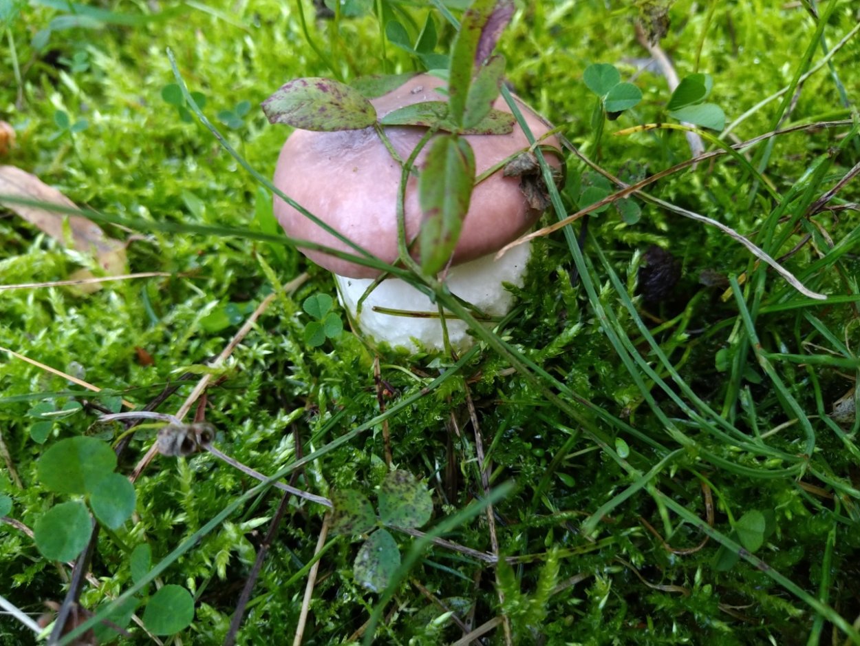 Свинушка тонкая гриб