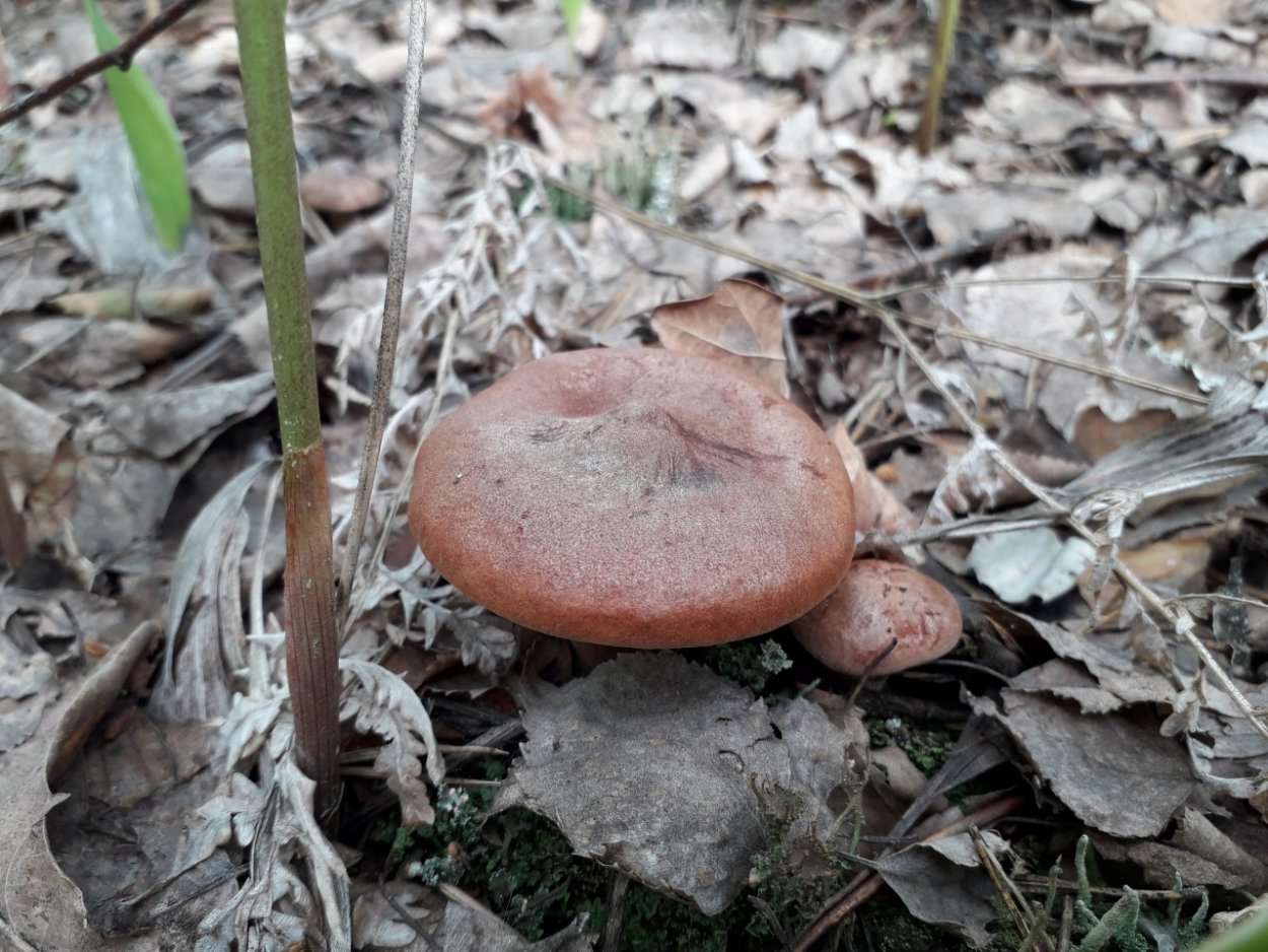 Свинушка млечник