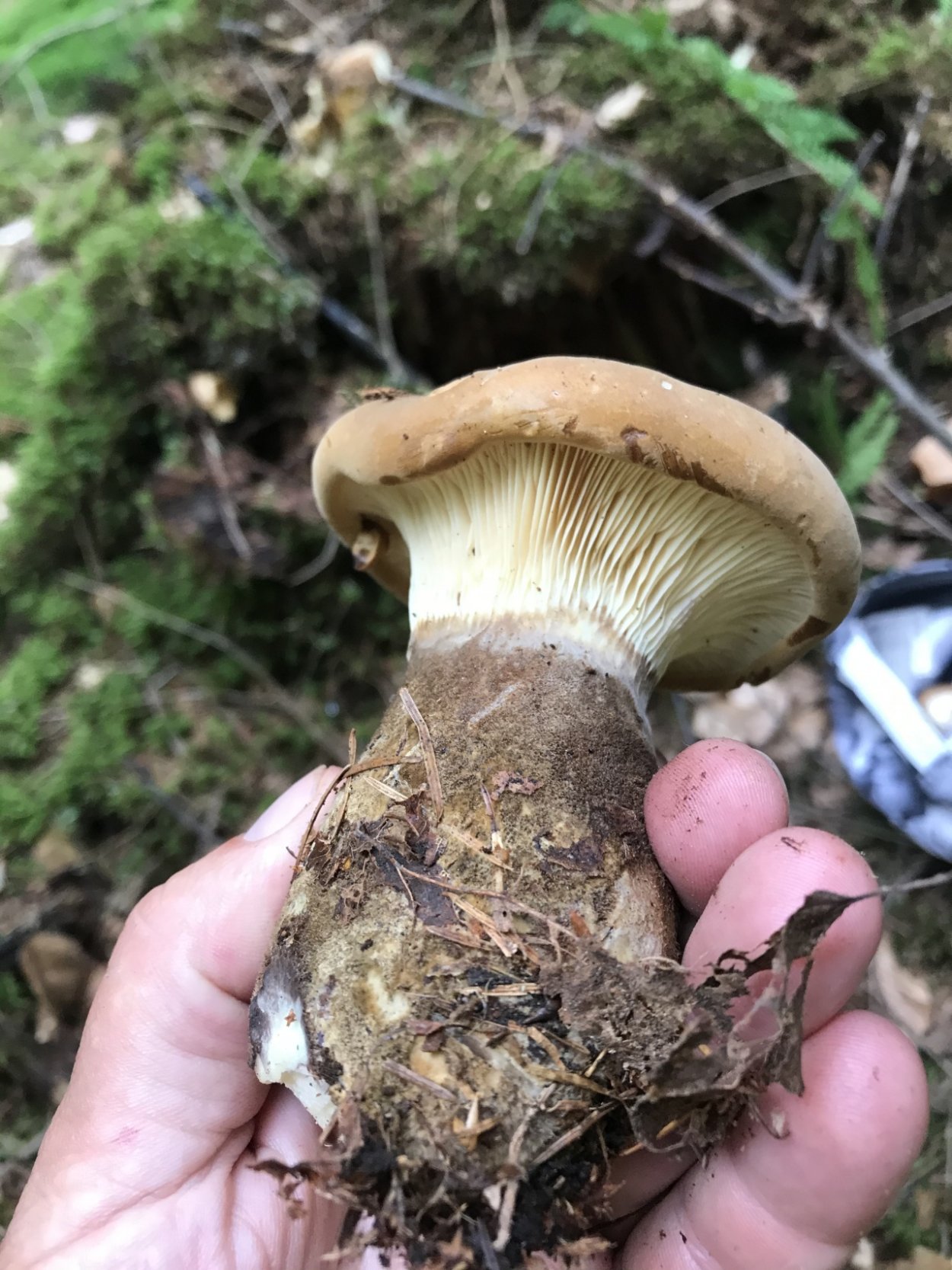 Свинушка тонкая Paxillus involutus