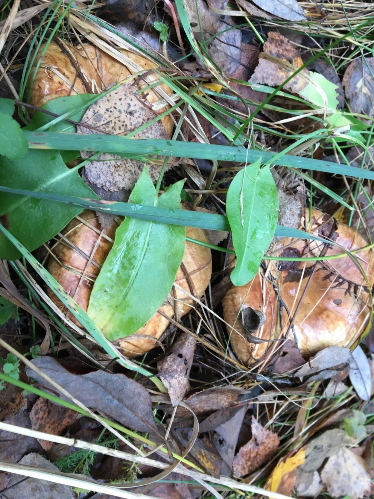 Грузди Лесные