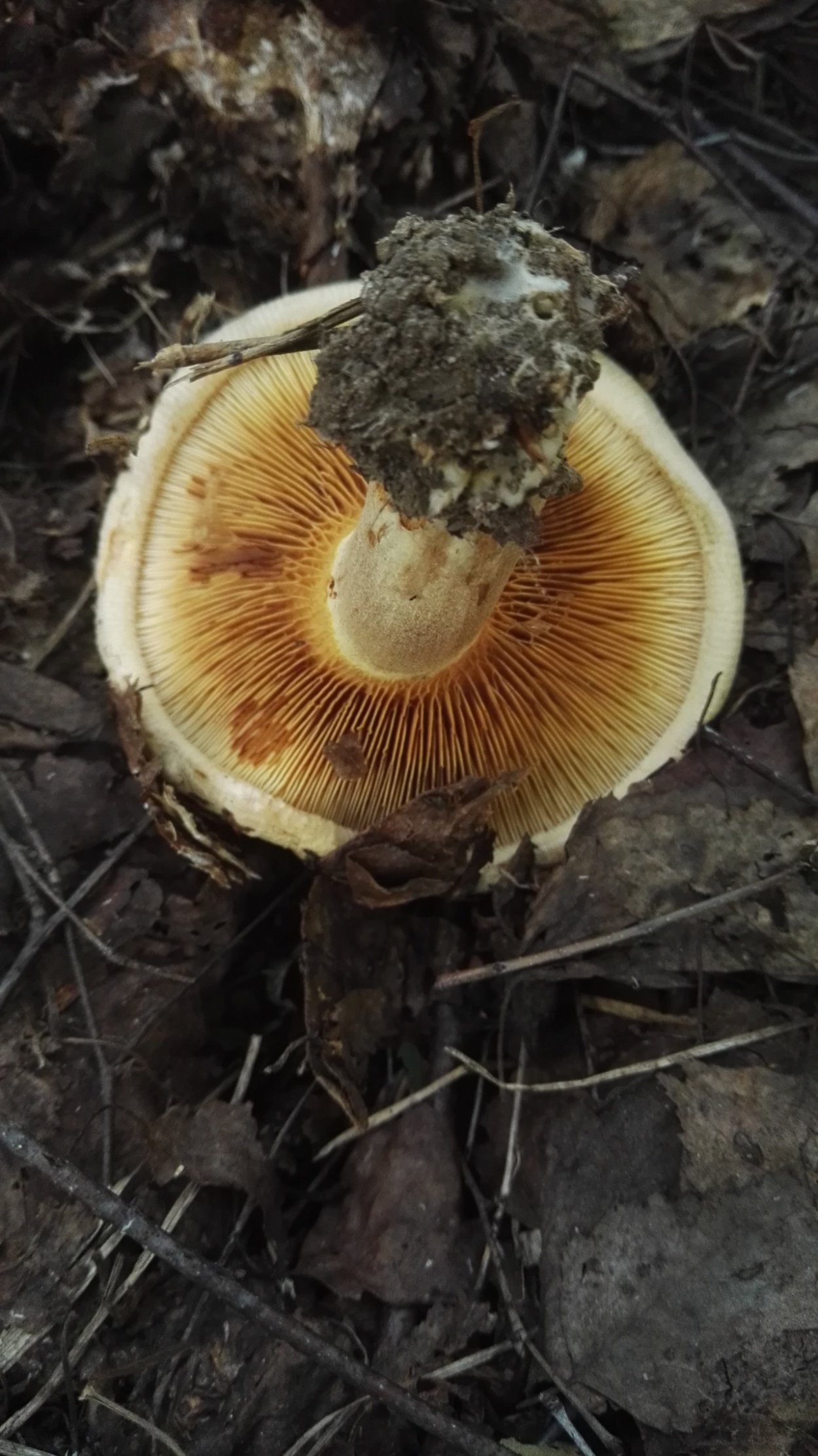 Дунька гриб свинушка