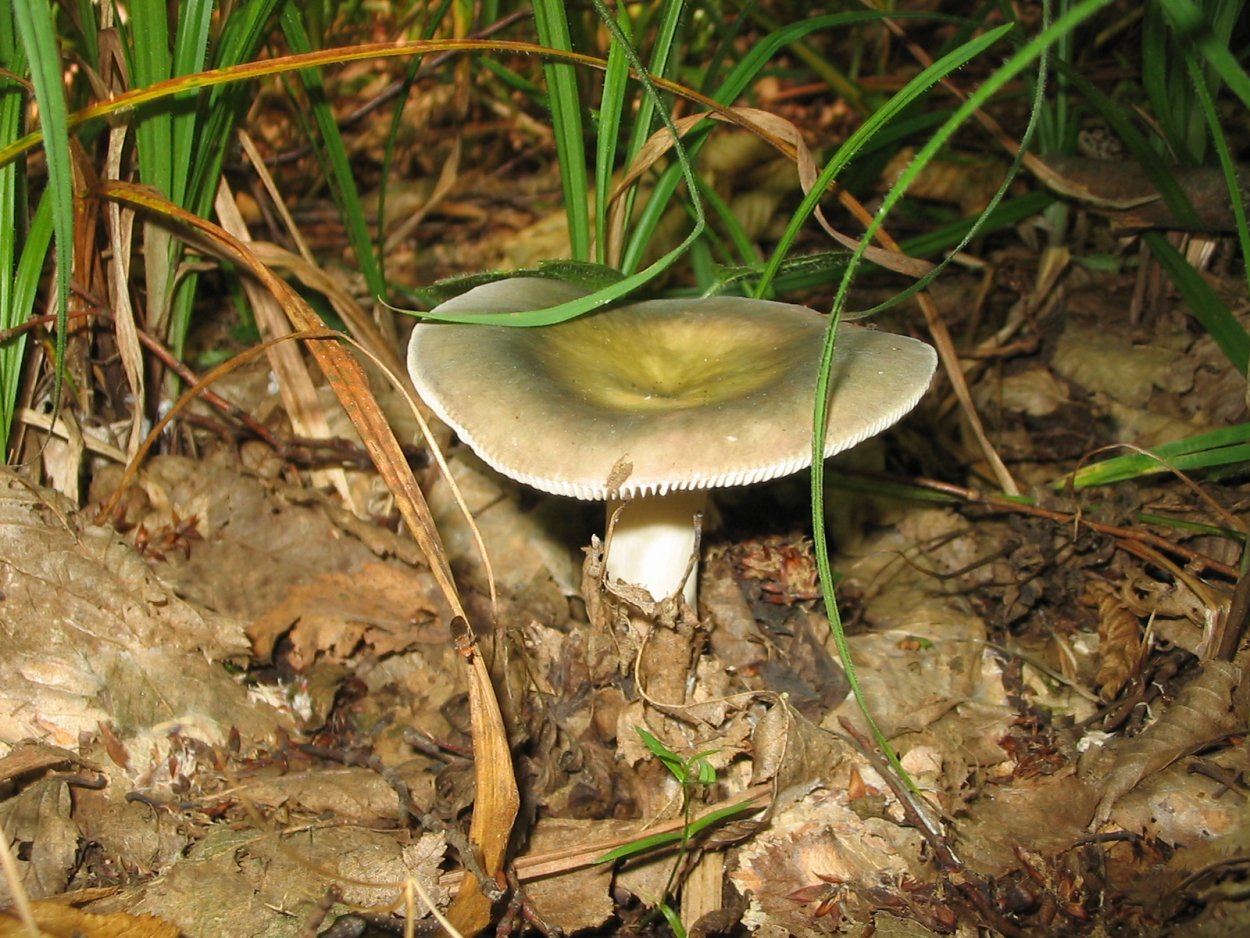 Ежовик черепитчатый