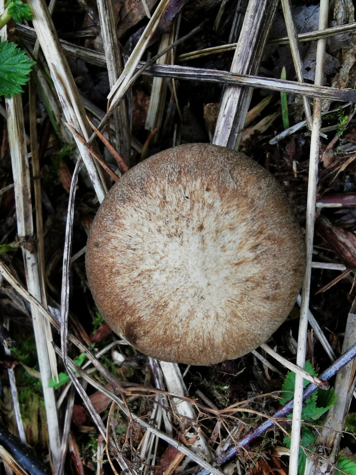 Свинушка гриб несъедобный