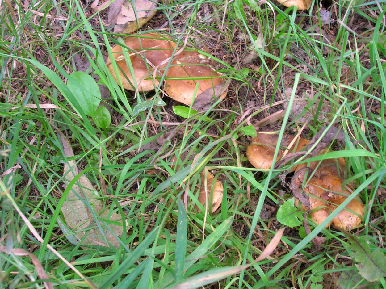 Гриб Пилолистник бокаловидный