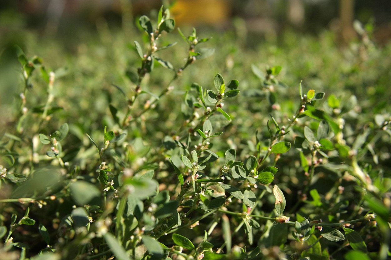 Спорыш (Горец птичий) трава