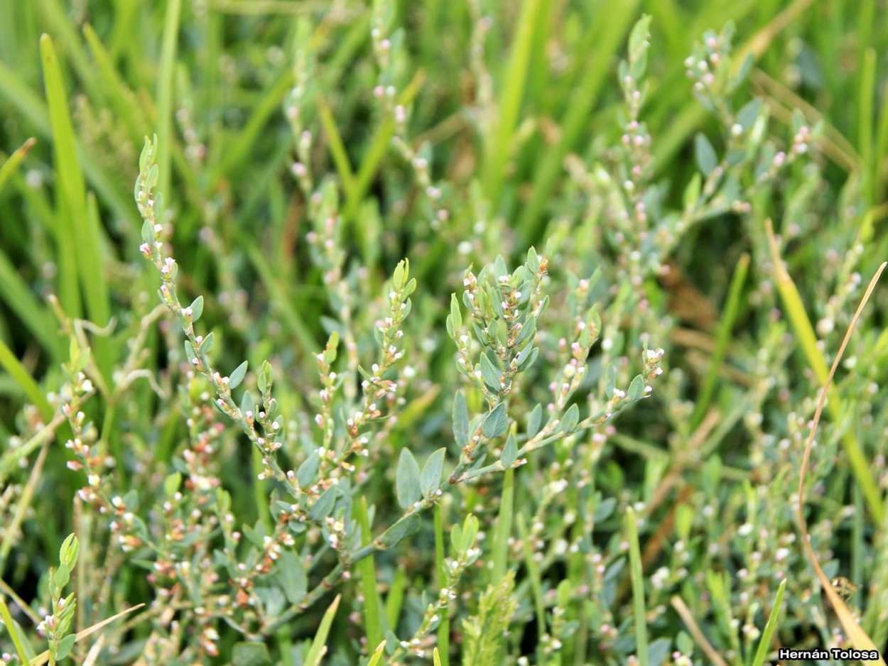 Горец птичий (Polygonum aviculare)