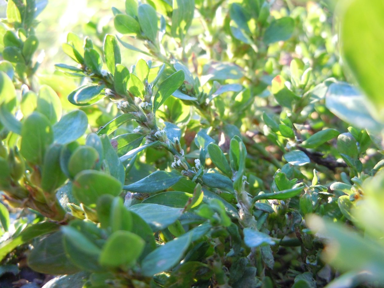 Горец птичий Поляна