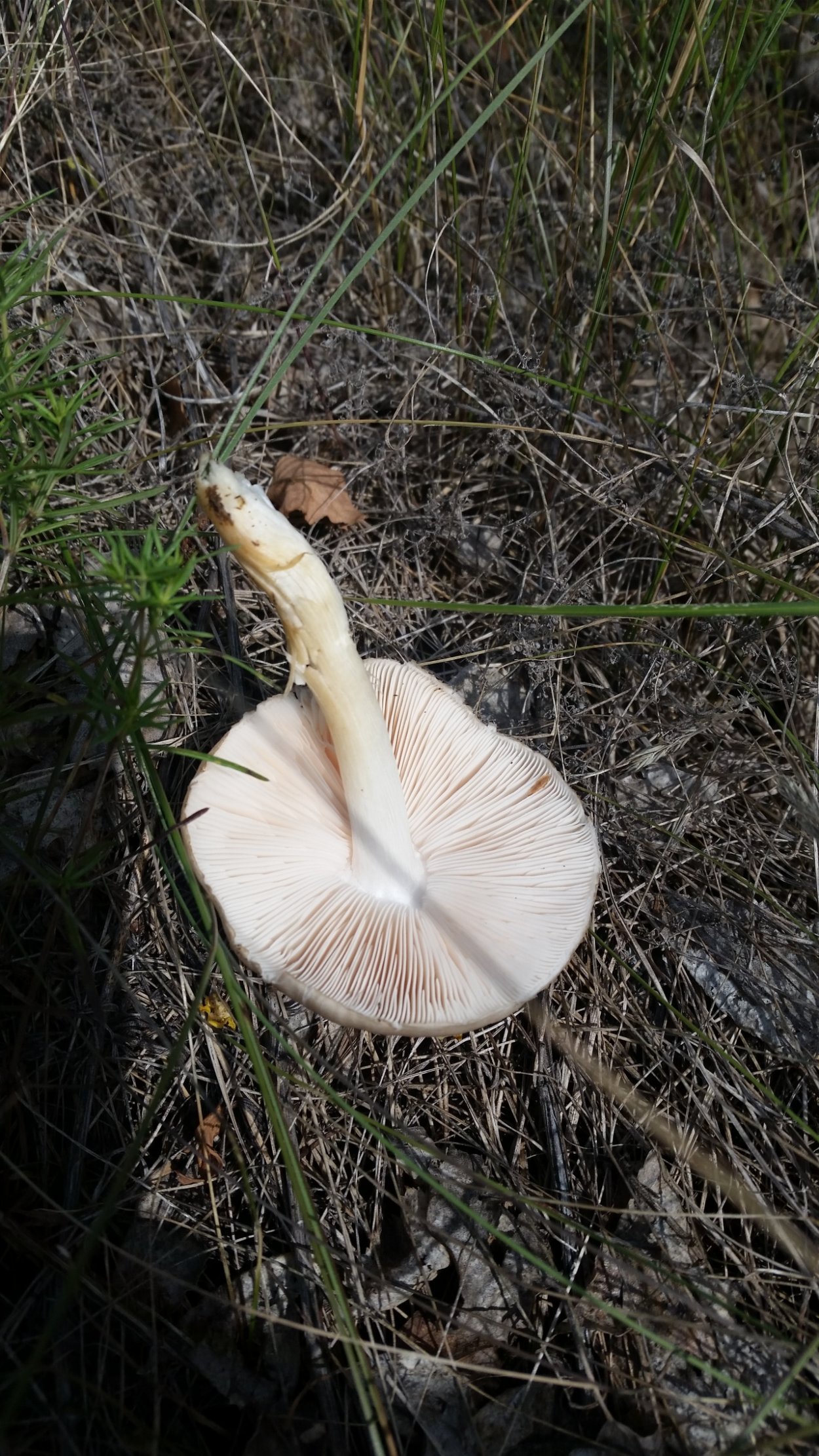 Шампиньон Таблитчатый (Agaricus tabularis)