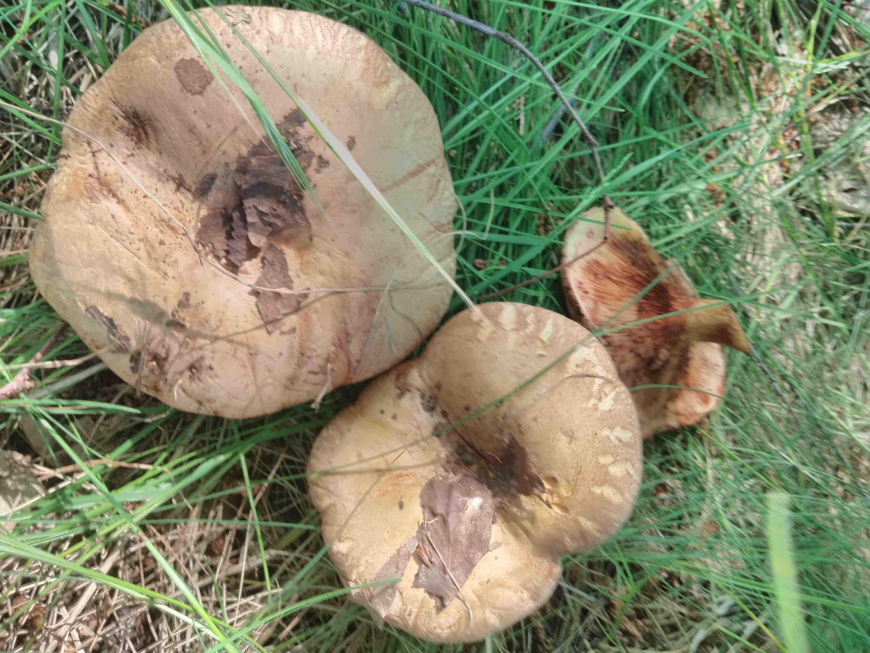 Скукоженный гриб