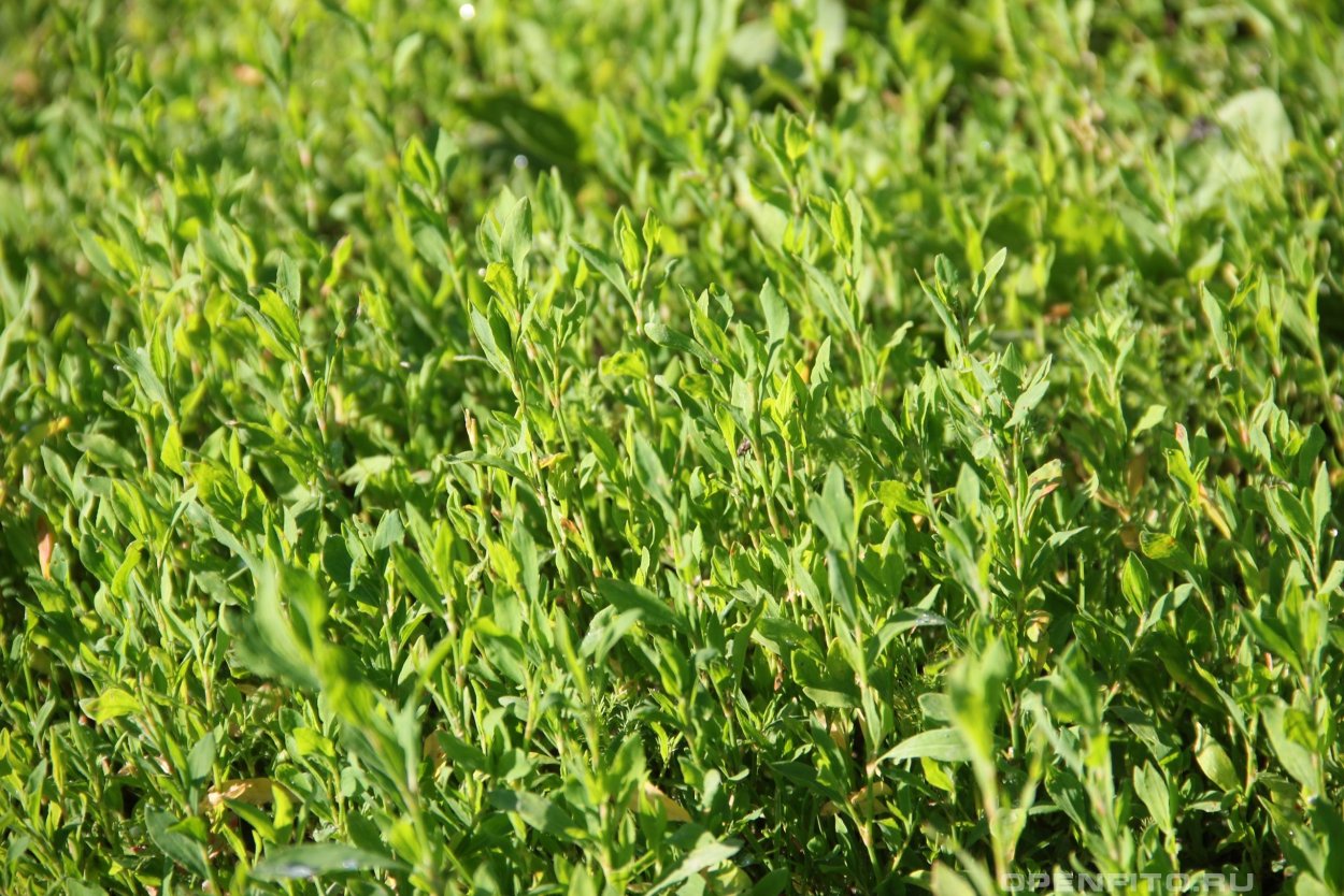 Травка-муравка спорыш