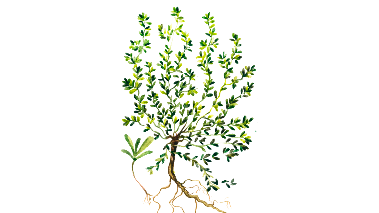 Горец птичий (спорыш) трава 50 г БАД