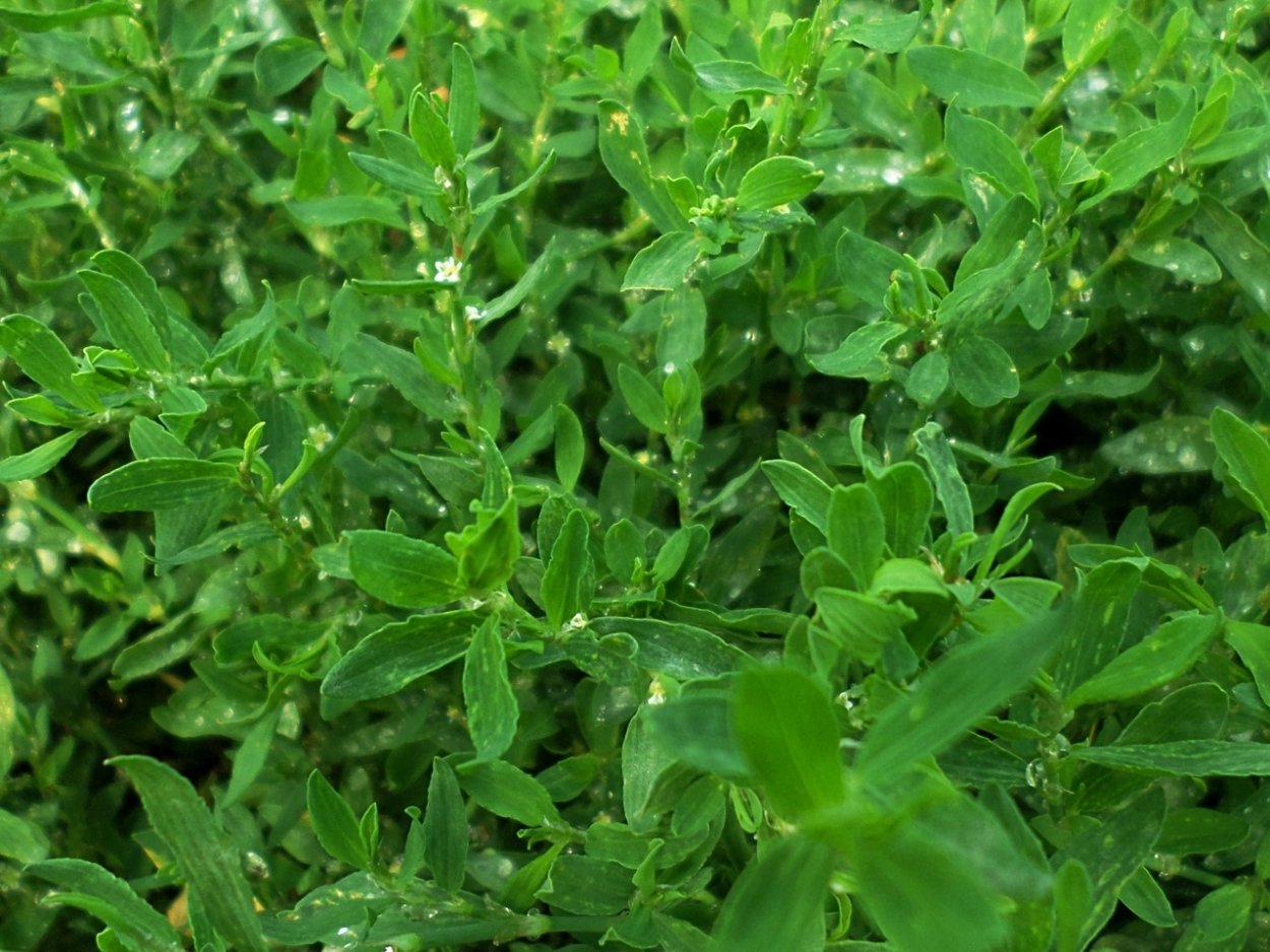 Трава мурава Горец птичий