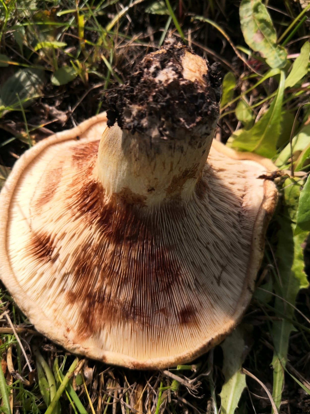 Грибы пластинчатые свинушка тонкая