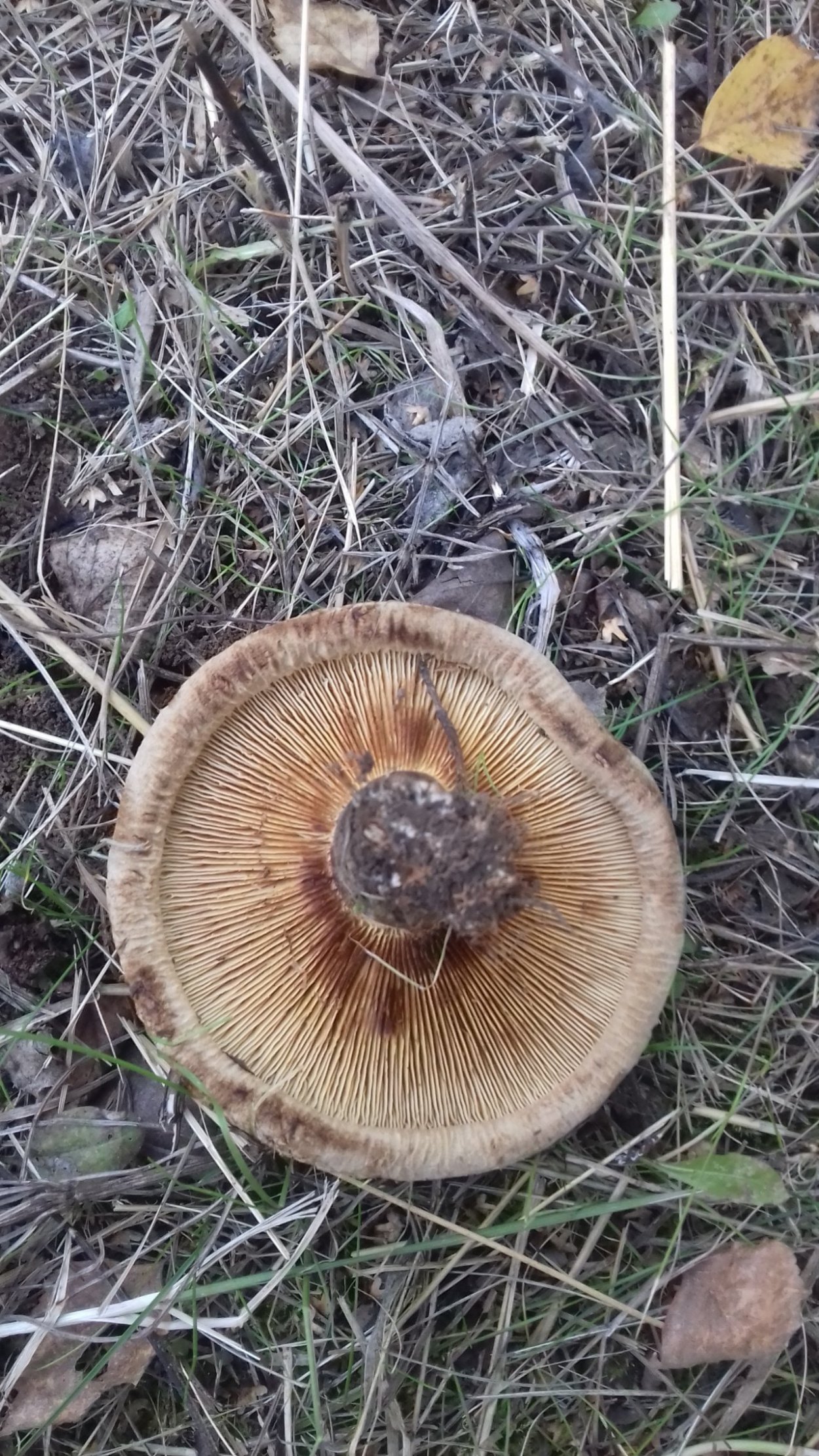 Грибы Краснодарский край маслята