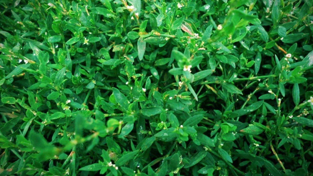 Спорыш (Горец птичий) трава