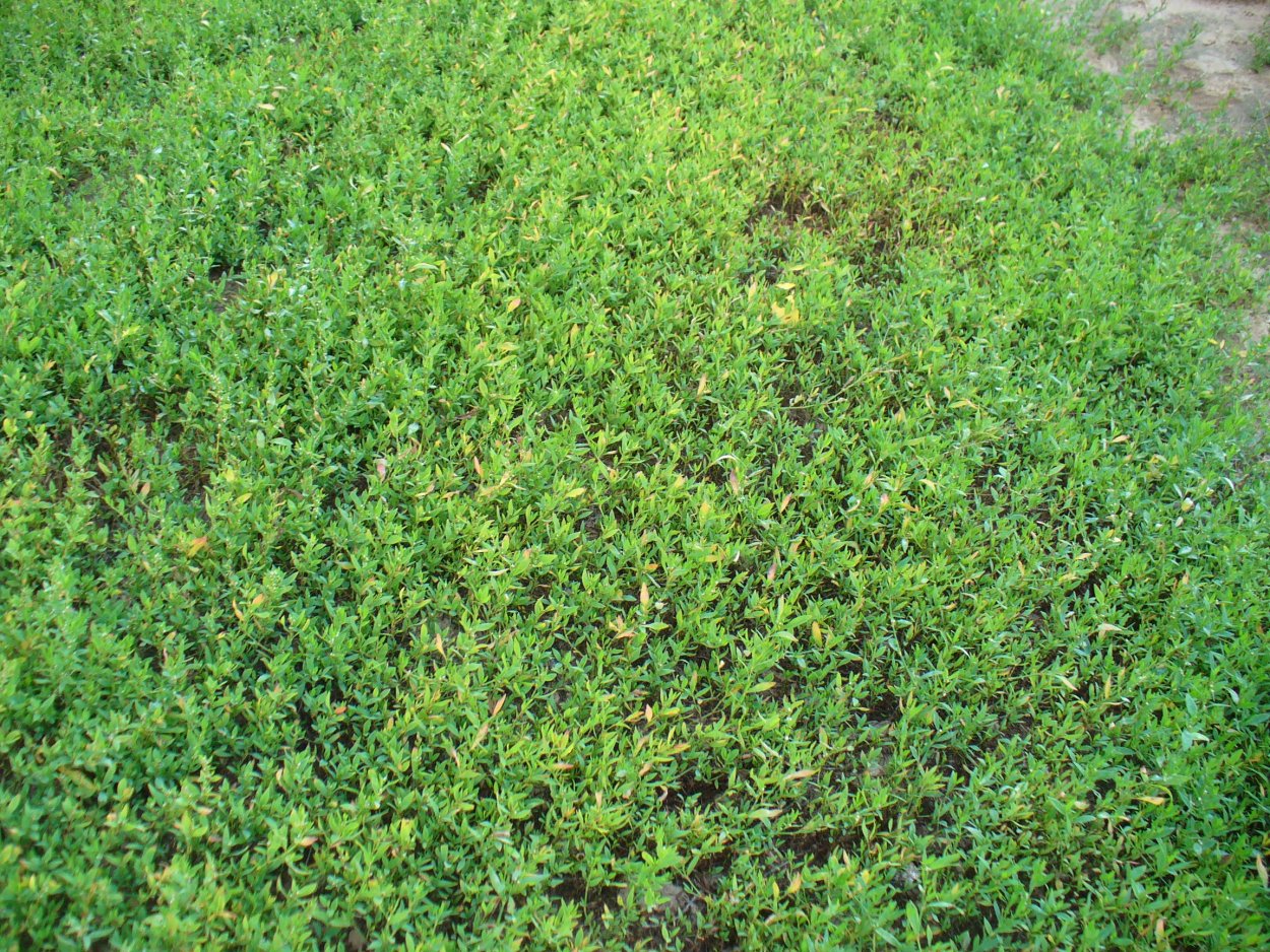 Трава спорыш применение