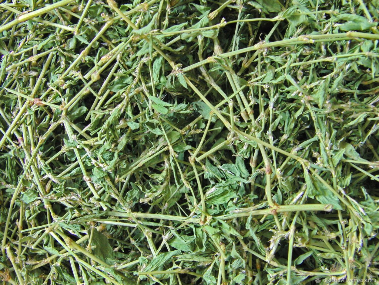 Polygonum aviculare l. – Горец птичий