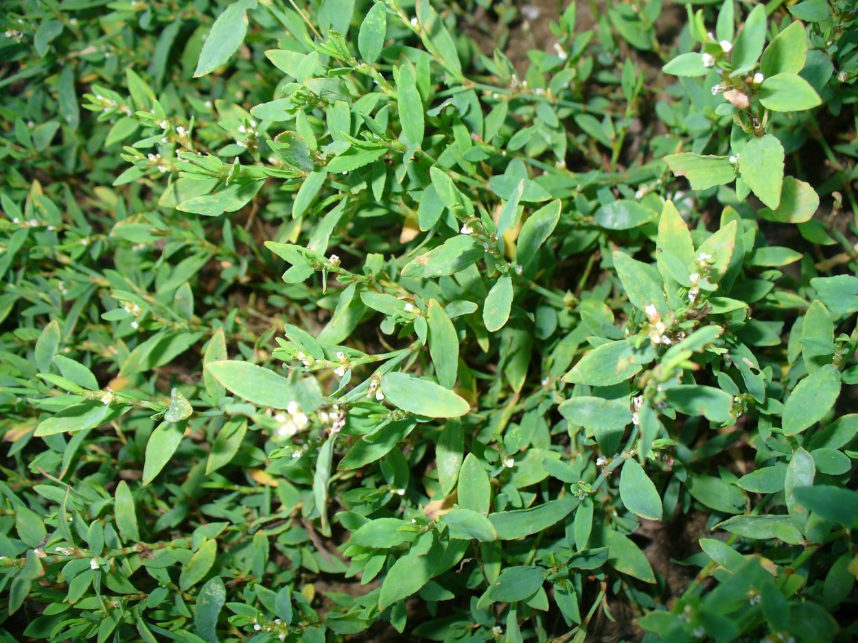 Горец птичий (Polygonum aviculare)