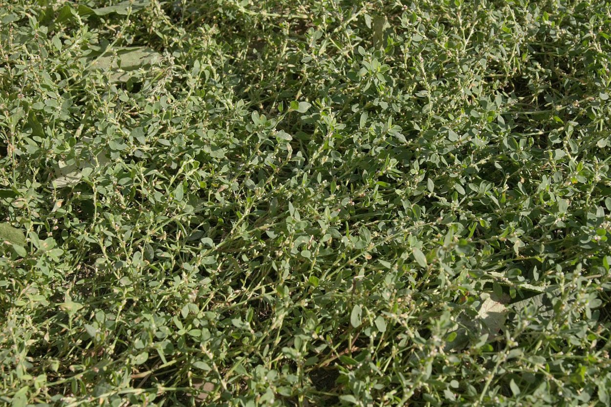 Спорыш (Горец птичий) трава