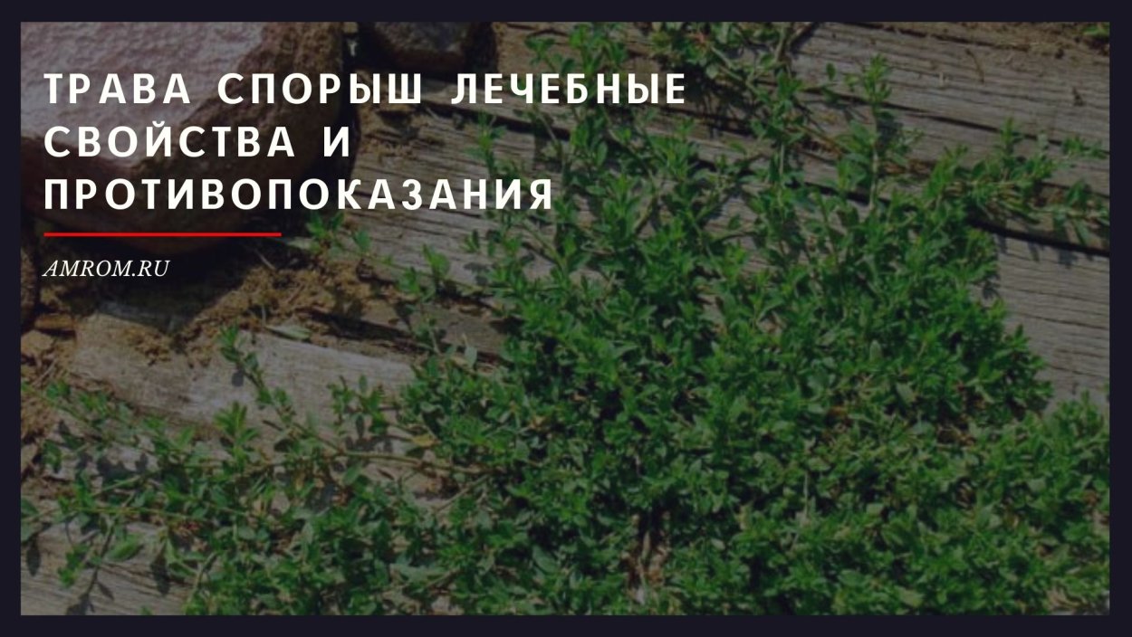 Сорняк спорыш