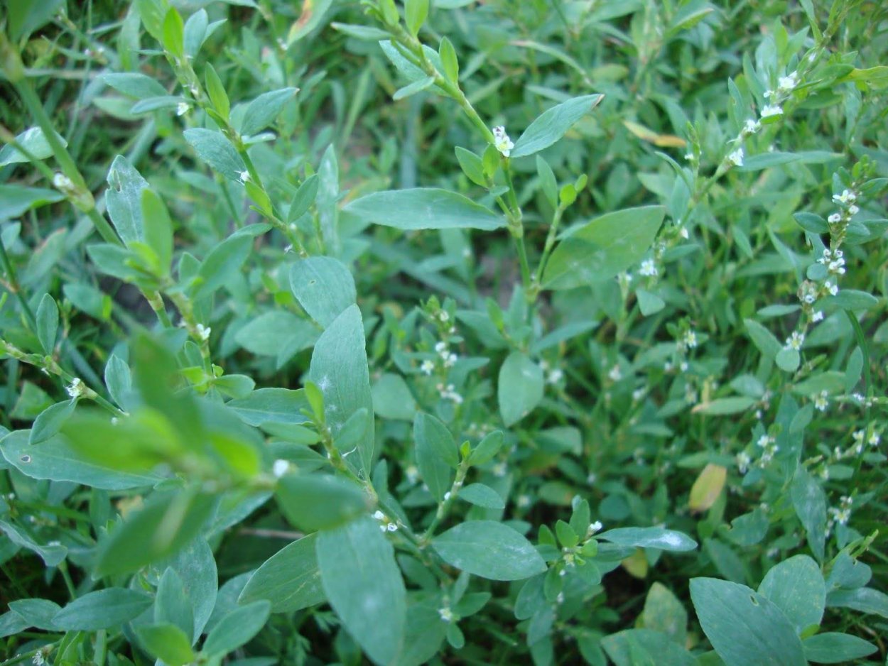 Горец птичий спорыш газон