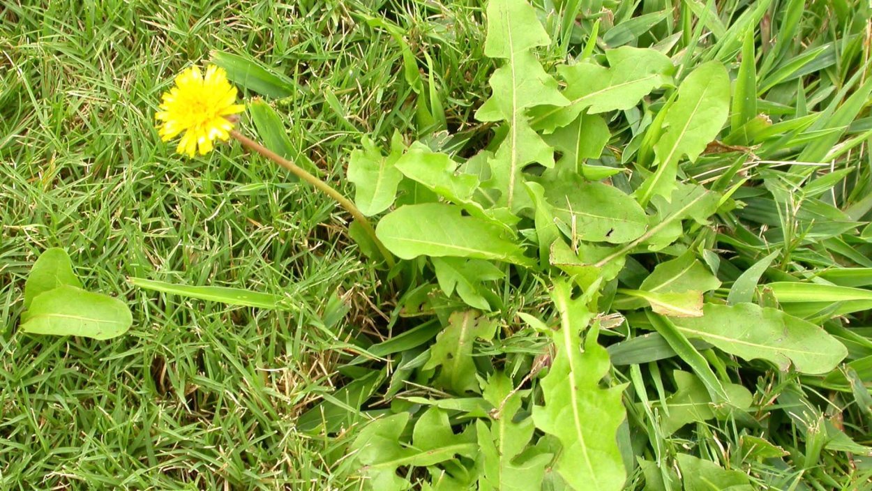 Бодяк огородный листья