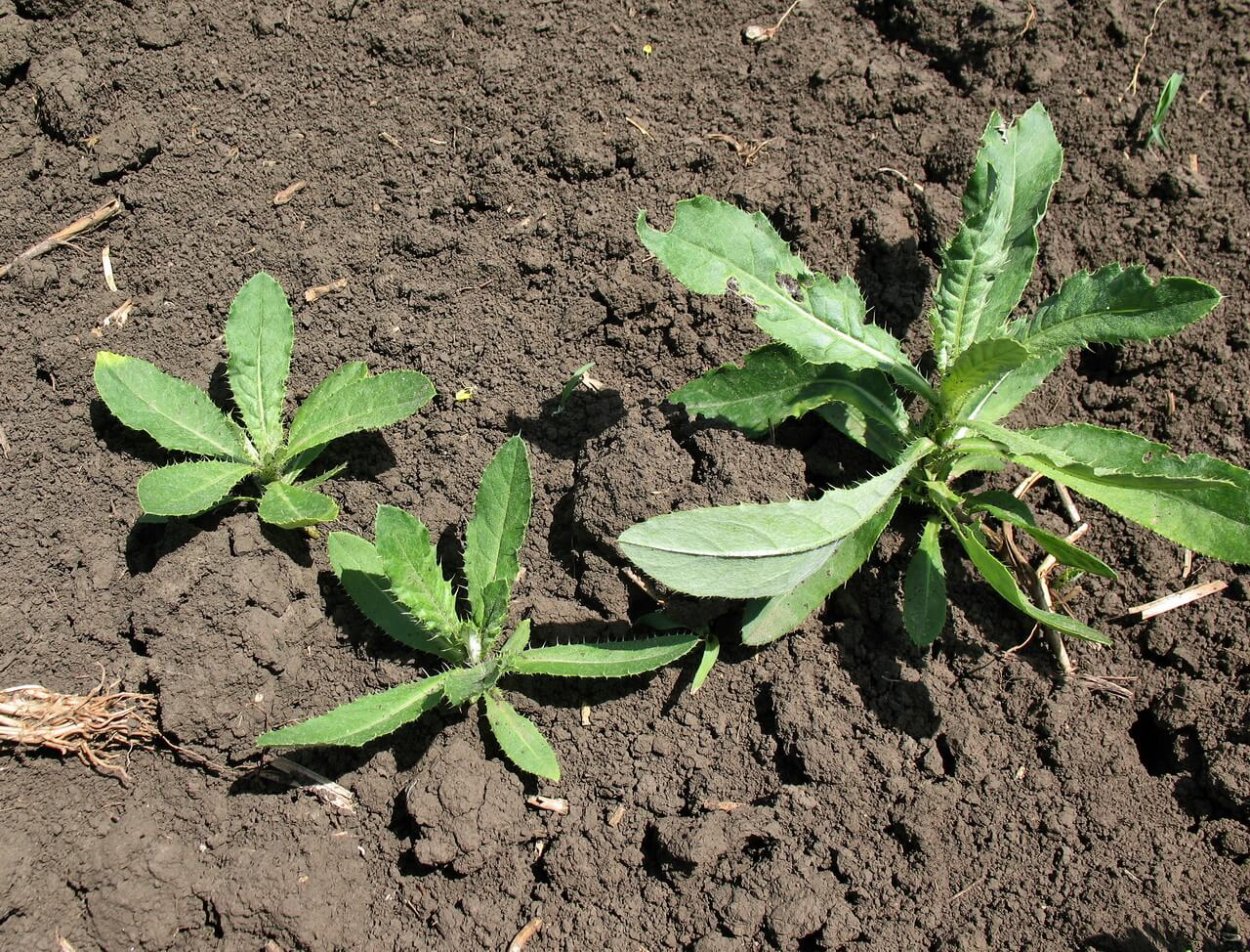 Молочай осот огородный сорняк