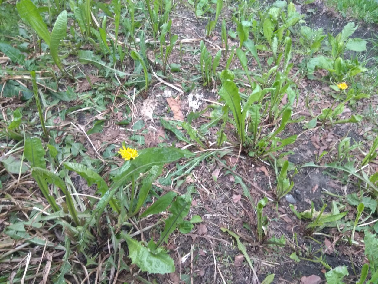 Молочай лозный формула цветка