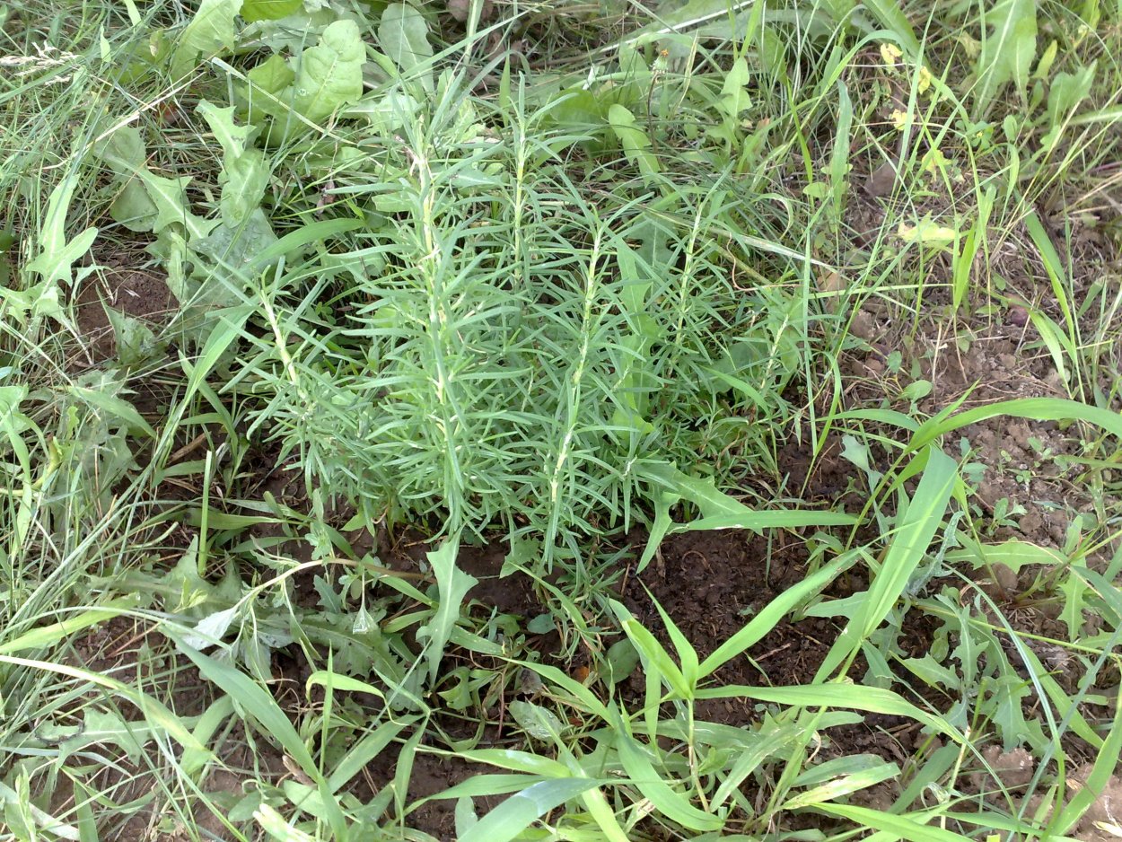 Травы Крыма сорняковые