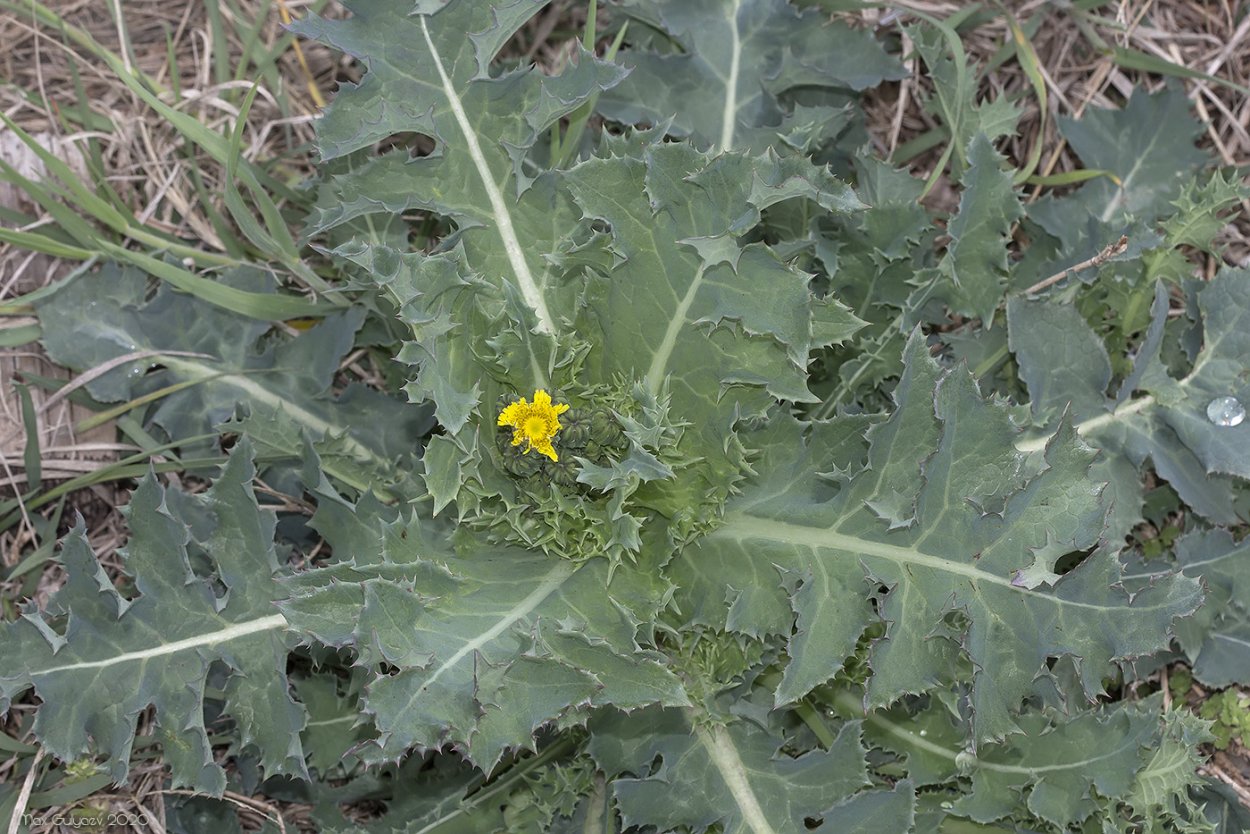 Латук Компасный (Lactuca serriola)