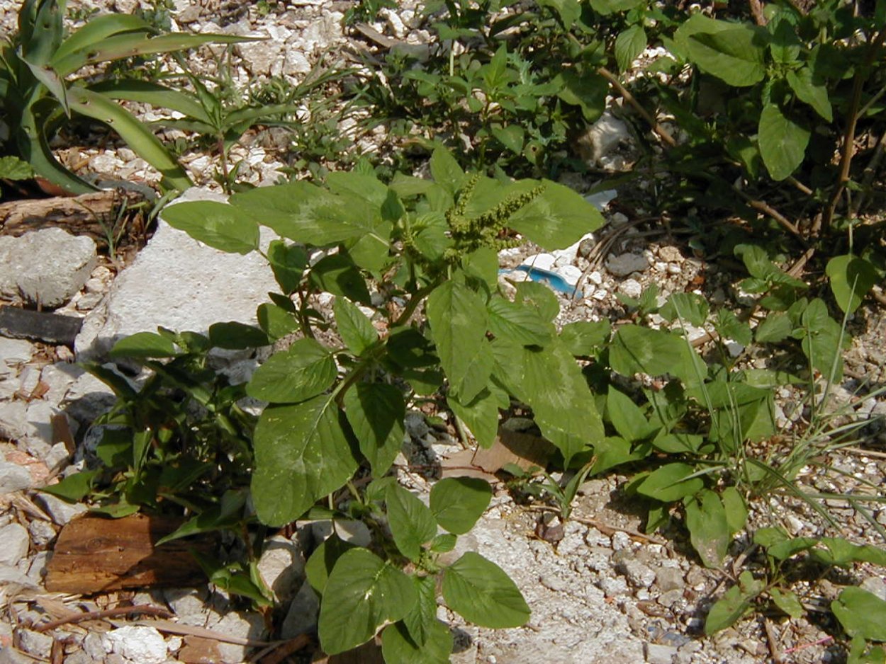 Колючка татарник в огороде