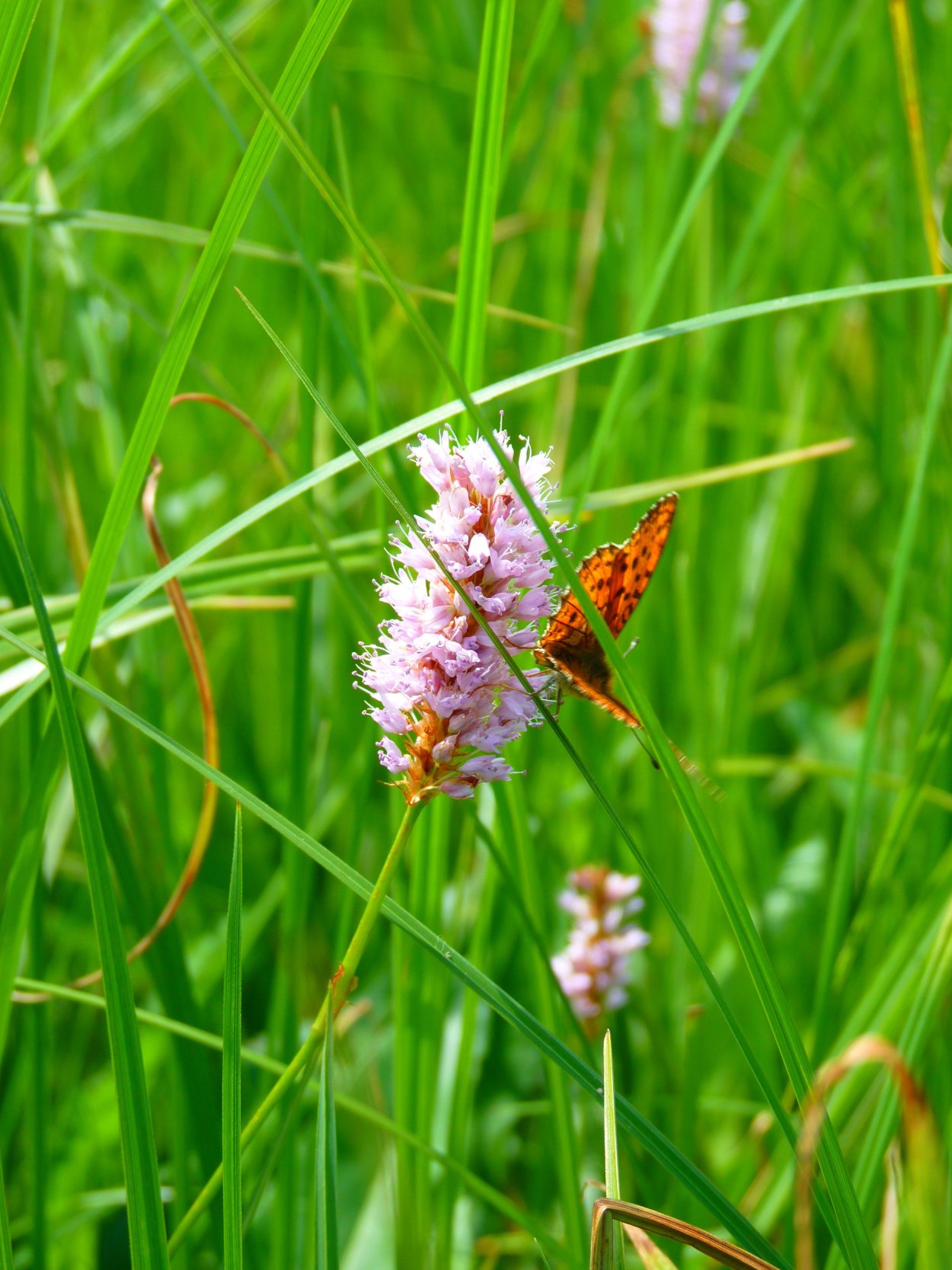 Овсяница, райграс, Тимофеевк