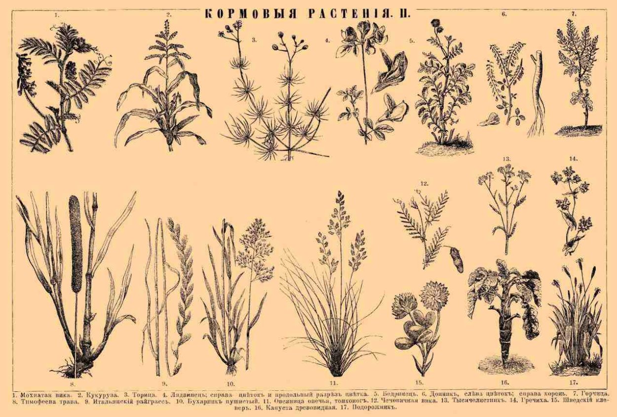 Голубая грама Bouteloua gracilis