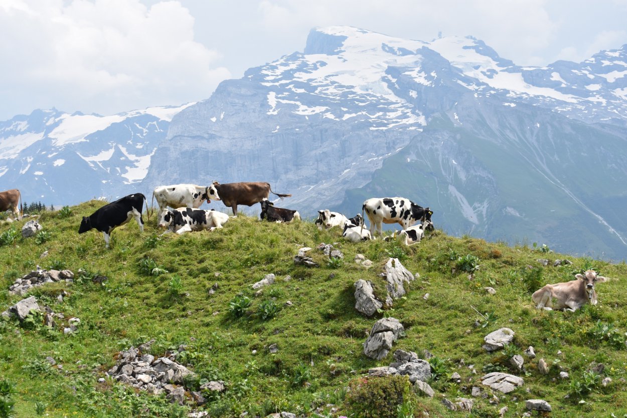 Мелкие цветы эскиз