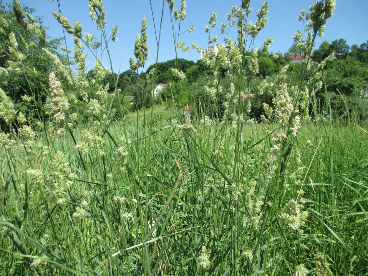 Поле пшеницы Эстетика