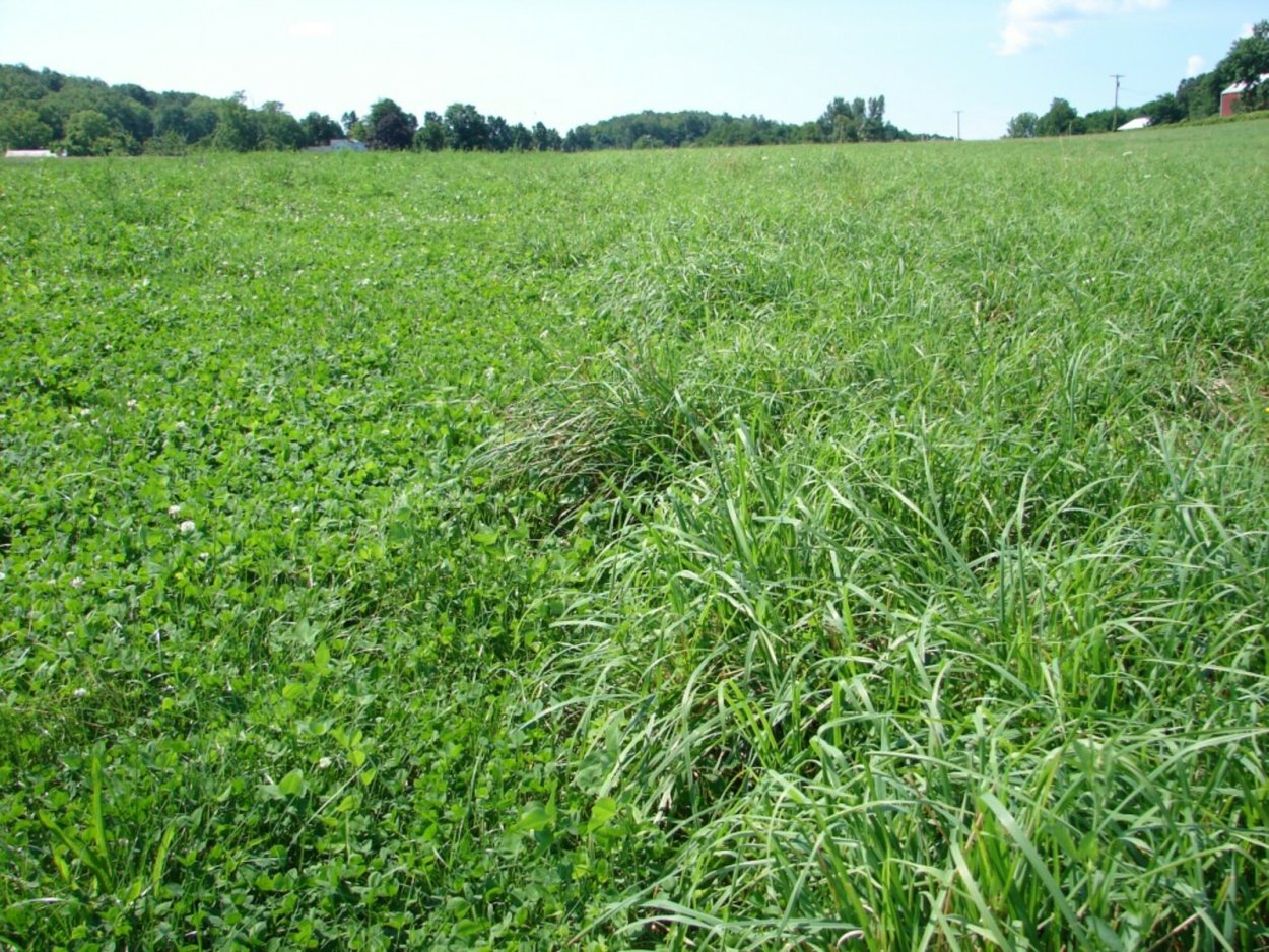 Пасущийся в траве