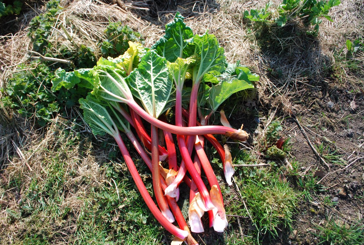 Ревень Карельский