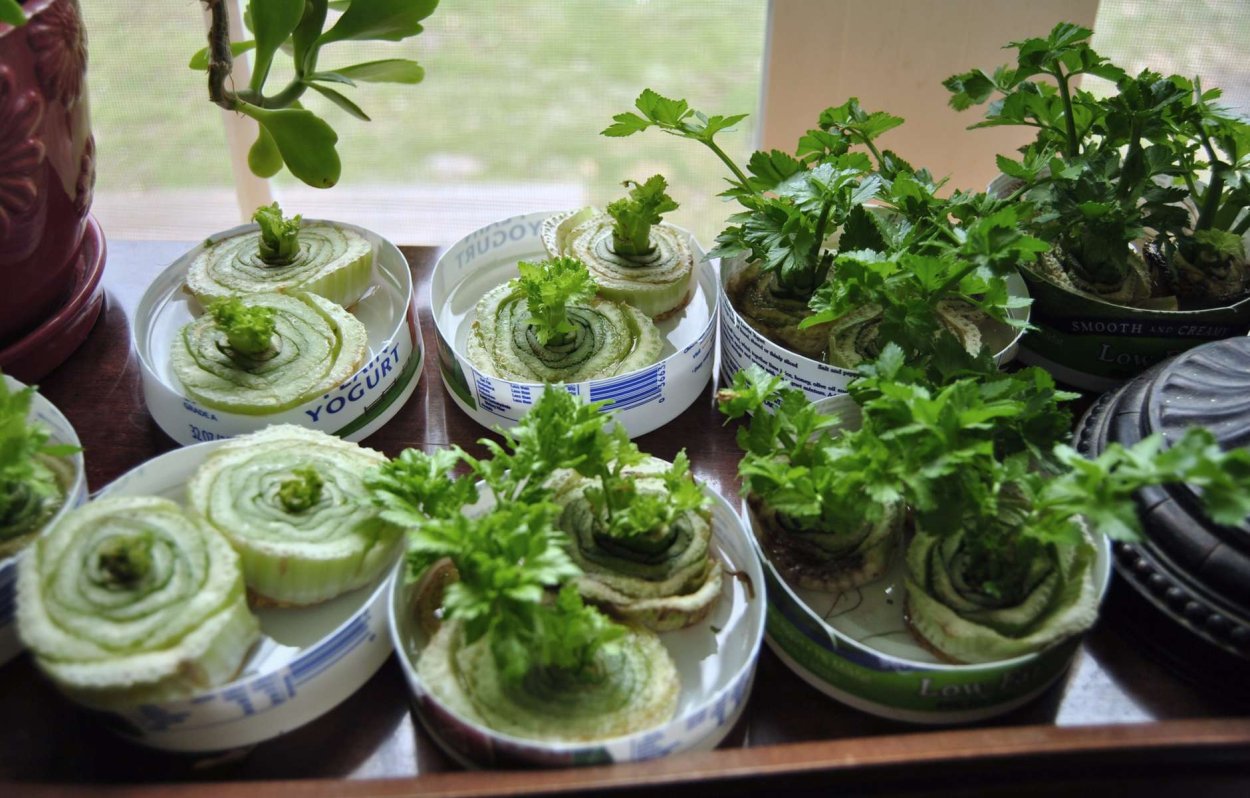 Огород на подоконнике зимой