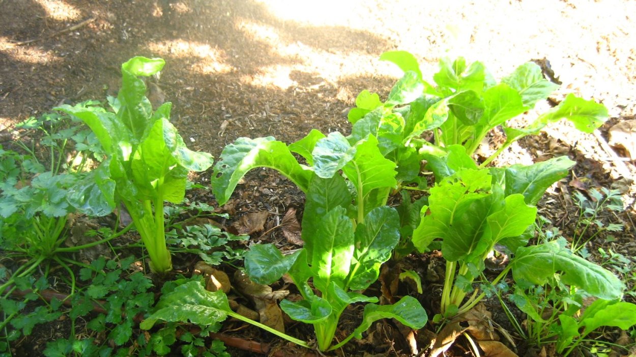 Съедобная зелень в огороде
