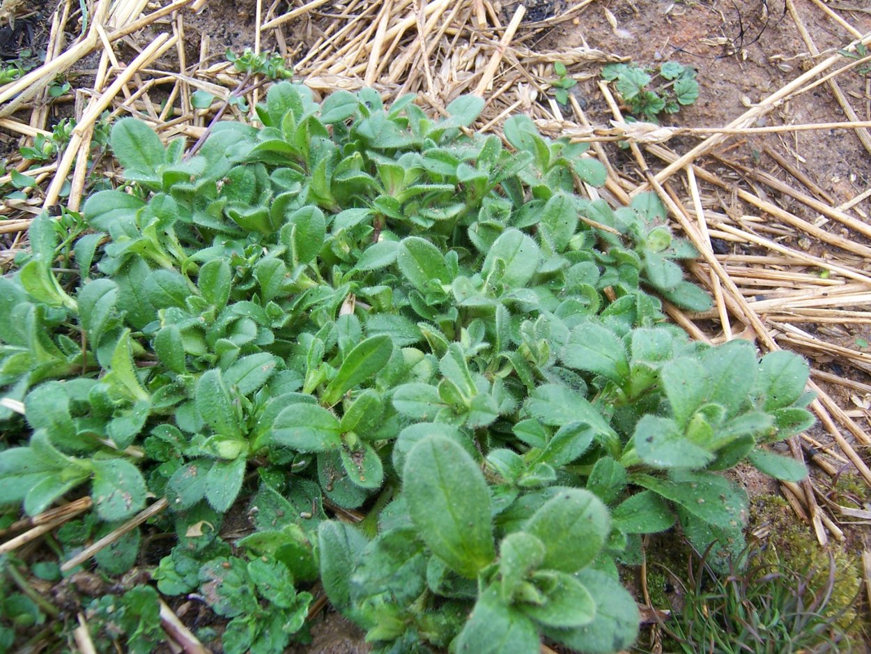 Молоканка трава съедобная