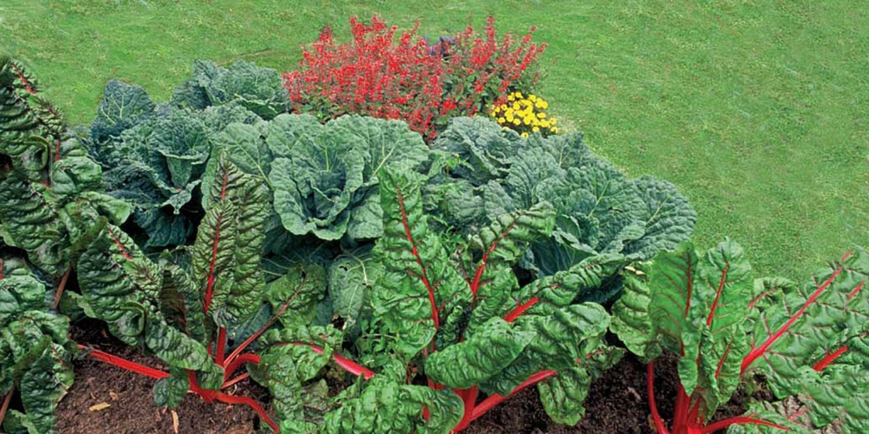 Капуста мангольд