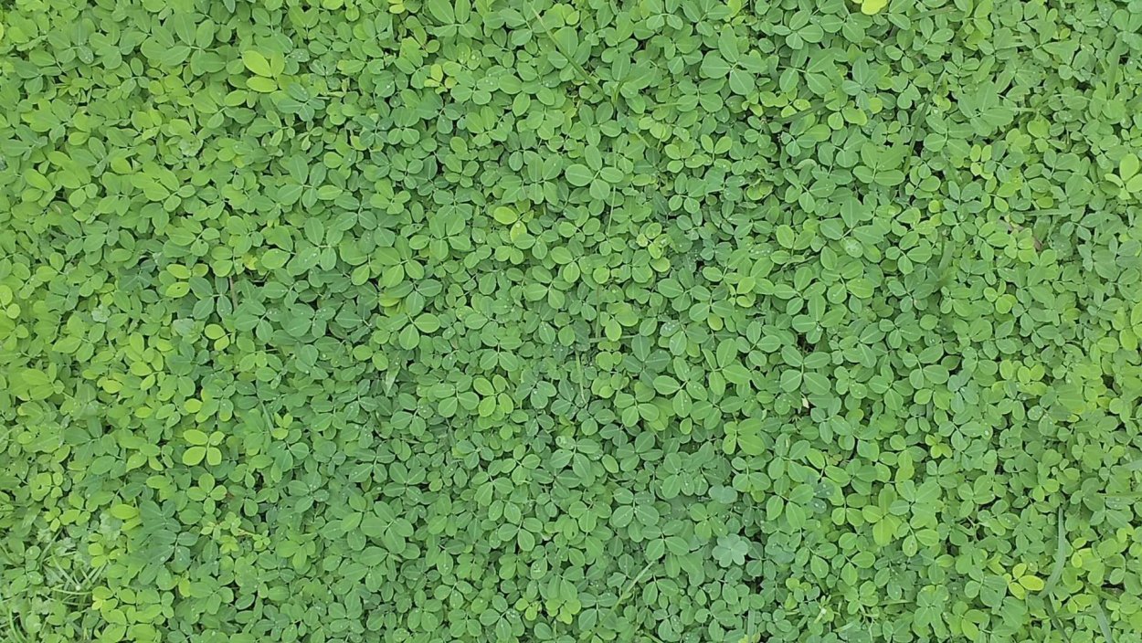 Грин Грин Грин Грин Грин Грин зеленая трава