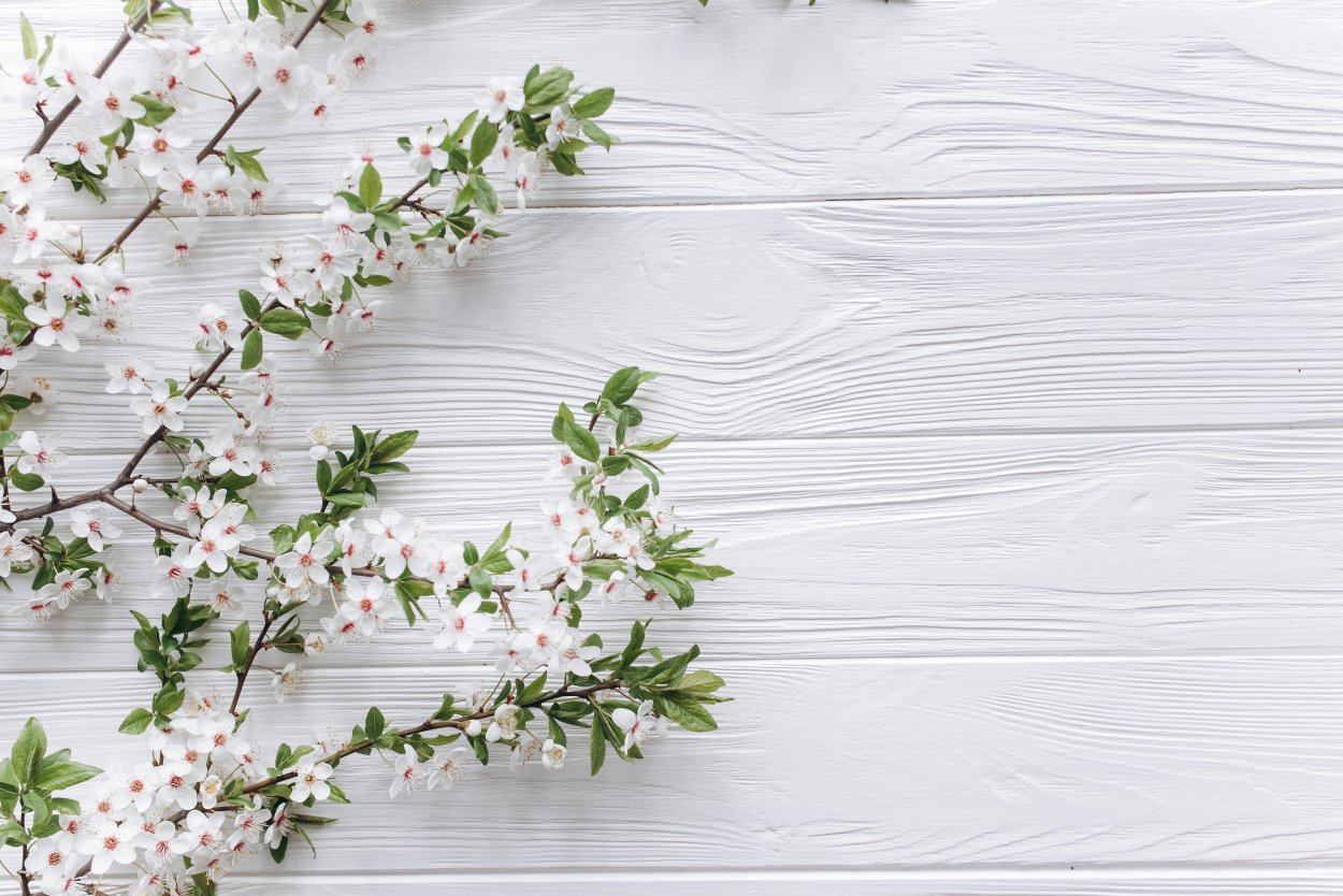 Дерево на белом фоне