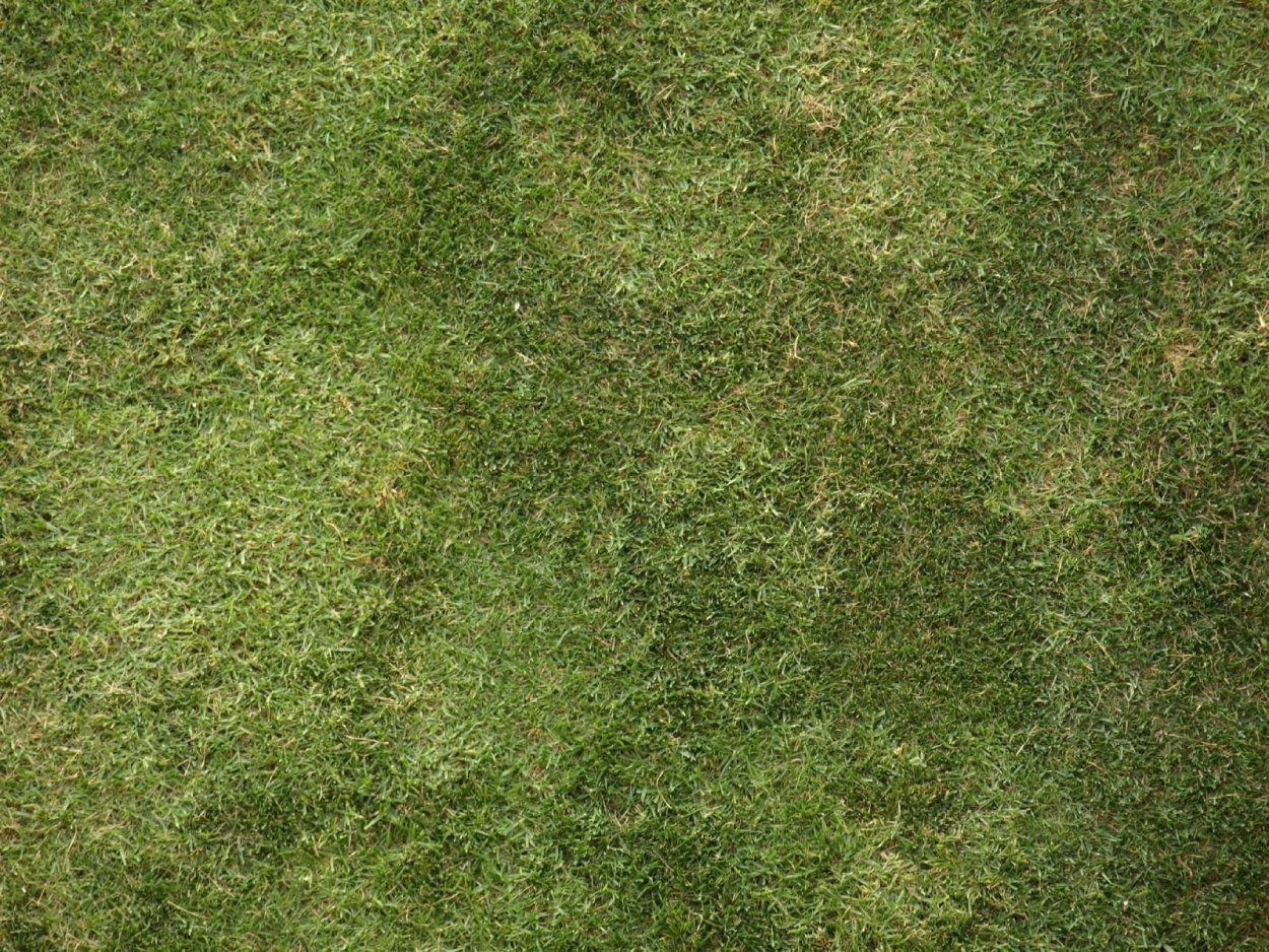 Grass texture бесшовная