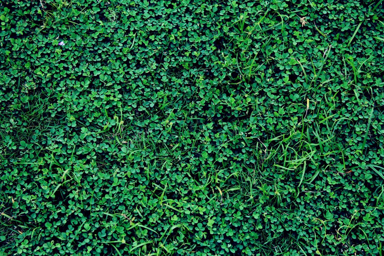 Темно зеленый газон