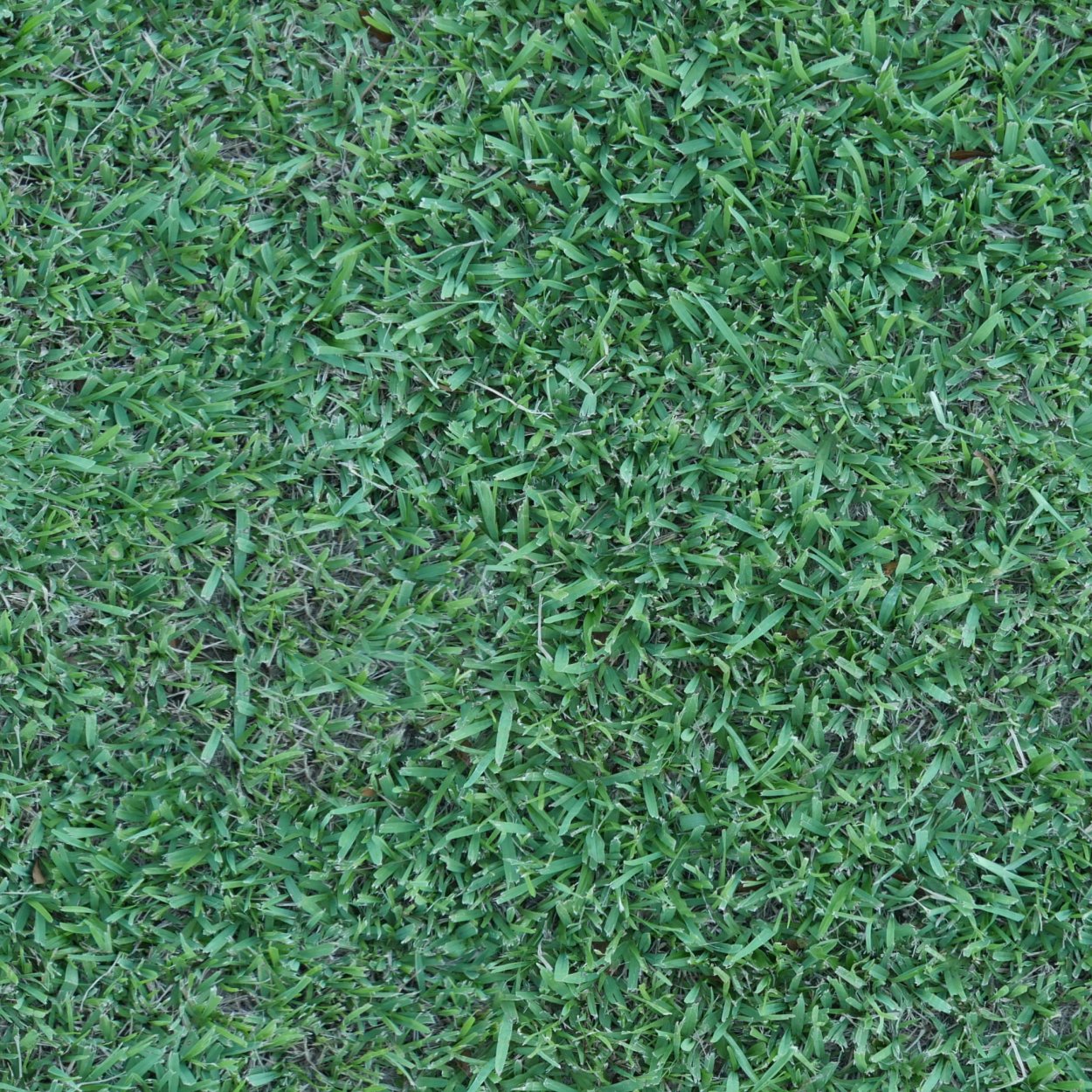 Длинная трава текстура бесшовная