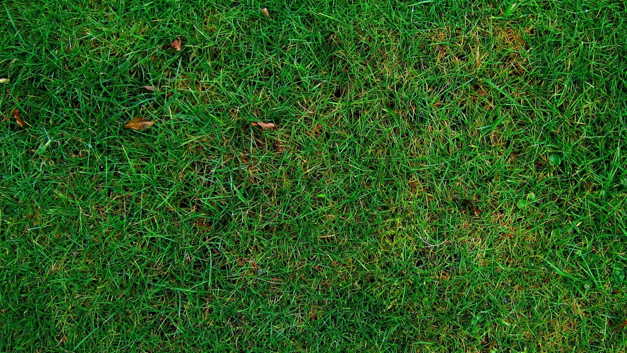 Трава сверху