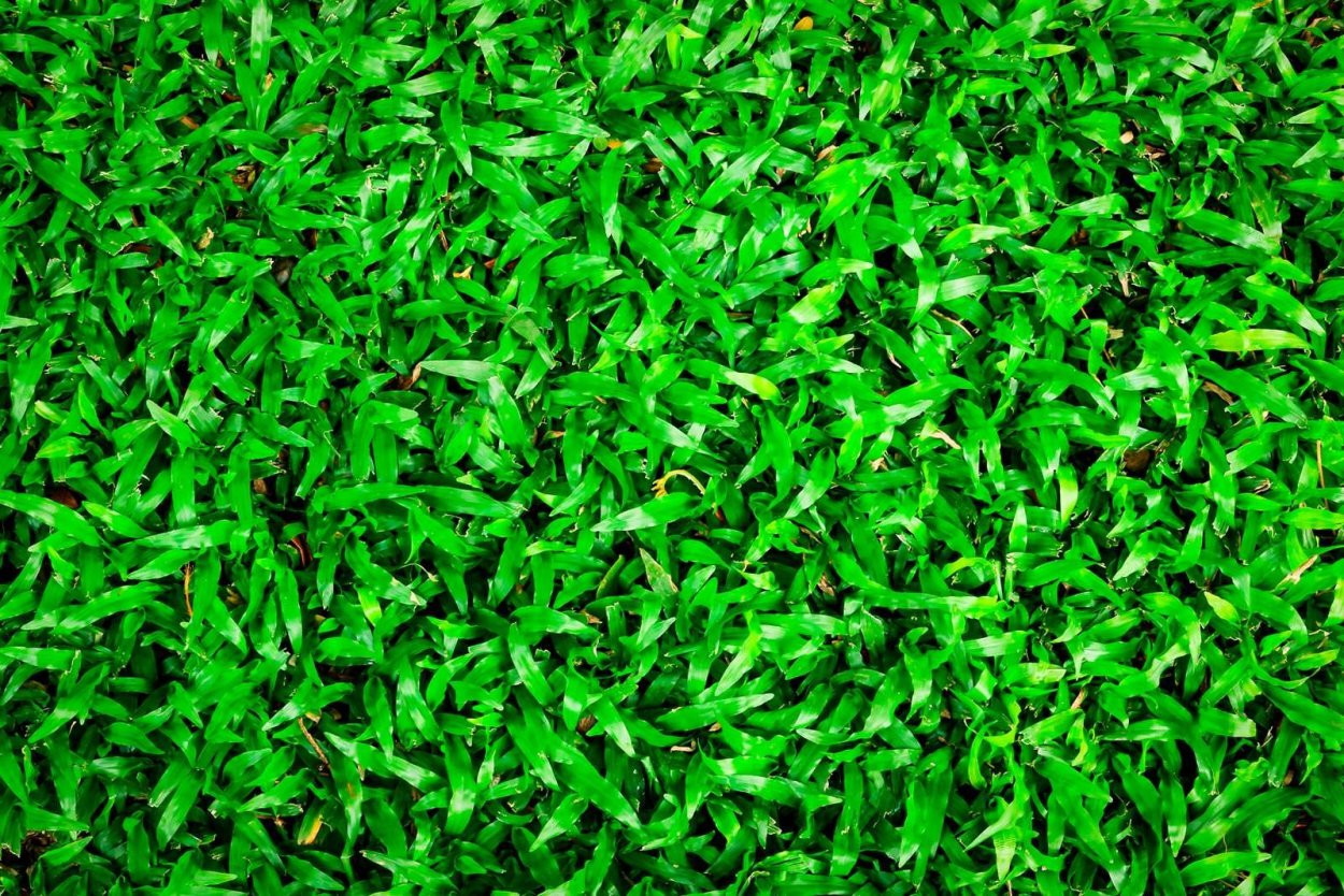 Зеленая трава сверху