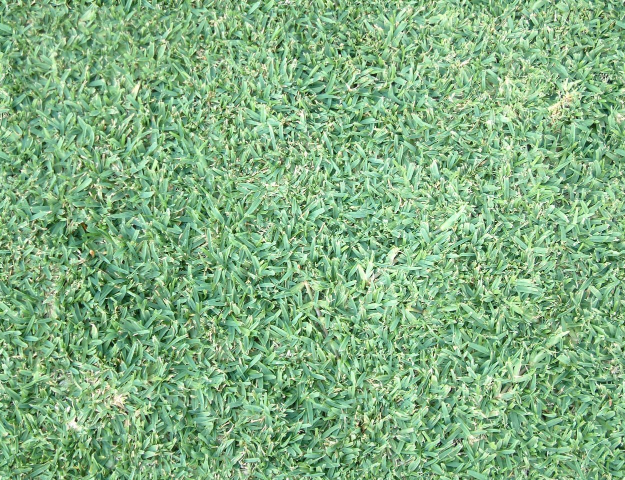 Текстура травы бесшовная для 3d Max