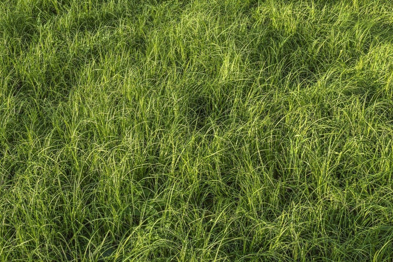 Текстура трава архикад